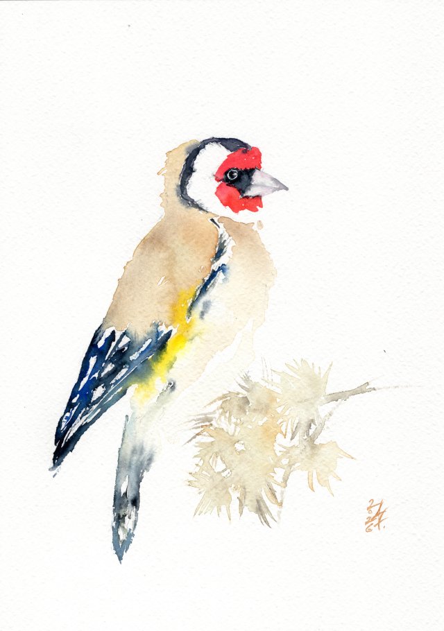 Oryginalna akwarela. Szczygieł