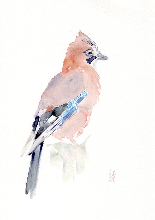 Oryginalna akwarela. Sójka