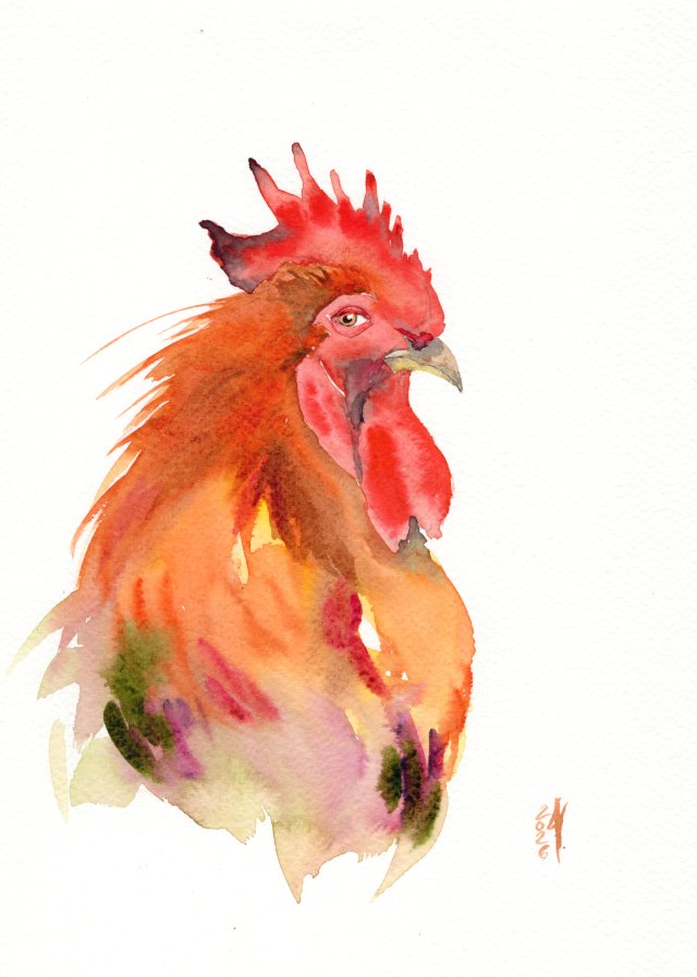 Oryginalna akwarela. Kogut