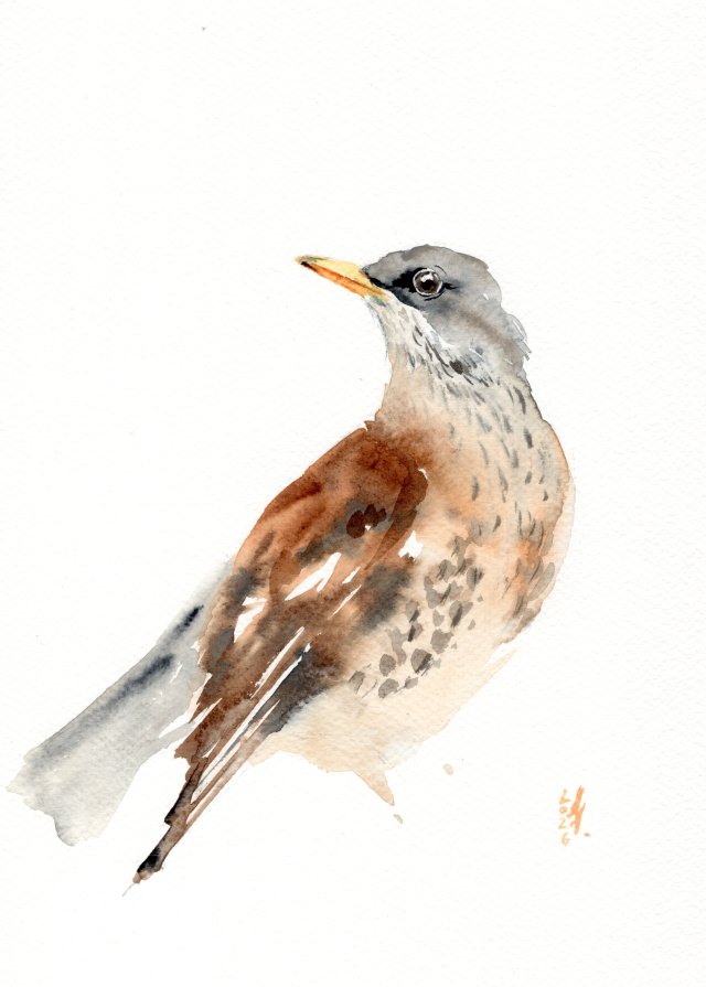 Oryginalna akwarela. Drozd