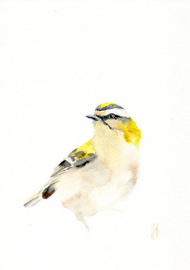 Oryginalna akwarela. Mysikrólik