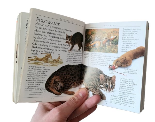 Książka vintage "Koty" miniencyklopedia David Alderton