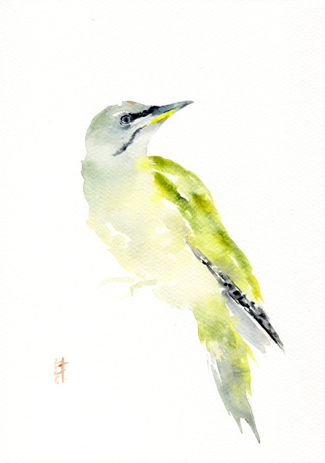Oryginalna akwarela. Dzięcioł zielonosiwy