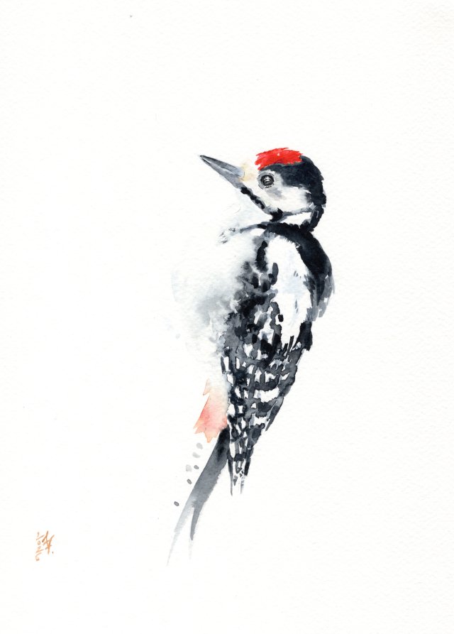 Oryginalna akwarela. Dzięcioł