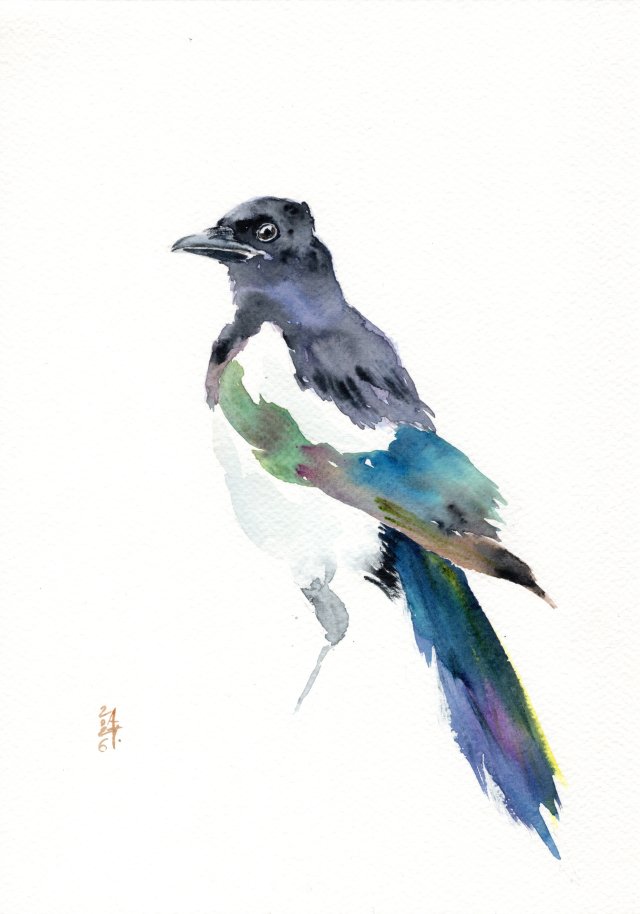 Oryginalna akwarela. Sroka