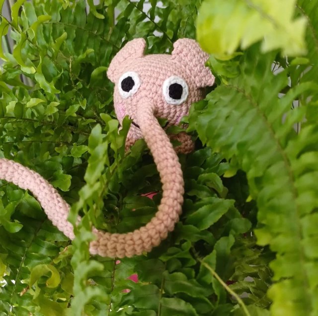 Pomelo słoń filozof