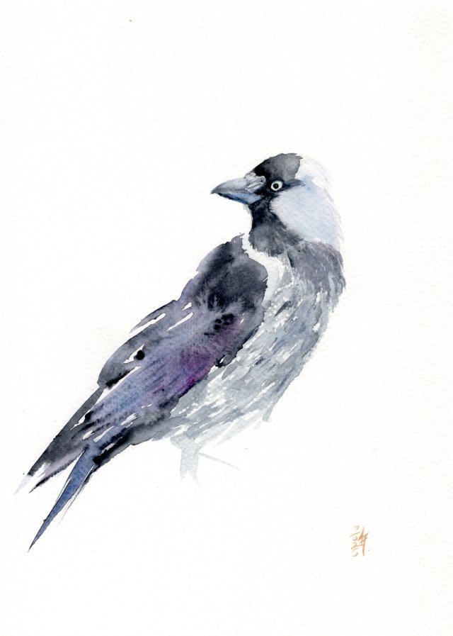 Oryginalna akwarela. Kawka