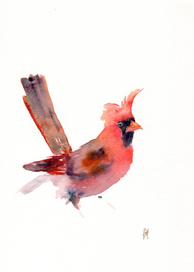 Oryginalna akwarela. Kardynał