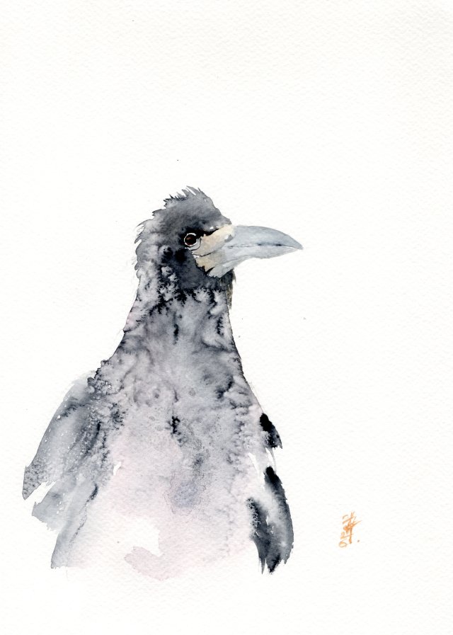 Oryginalna akwarela. Gawron