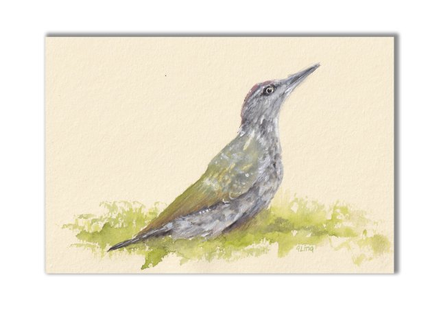 Dzięcioł zielony. Akwarela ręcznie malowana