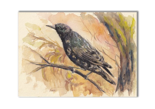 Szpak. Akwarela ręcznie malowana