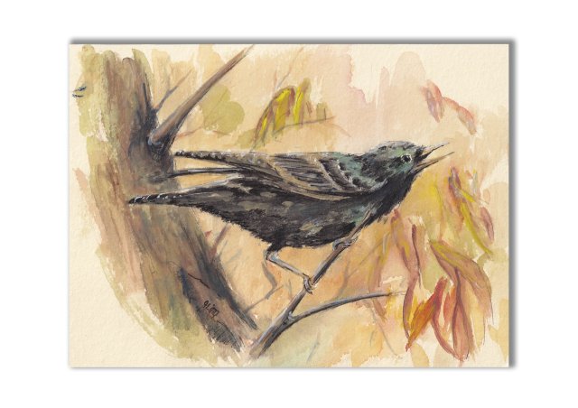 Szpak. Akwarela ręcznie malowana