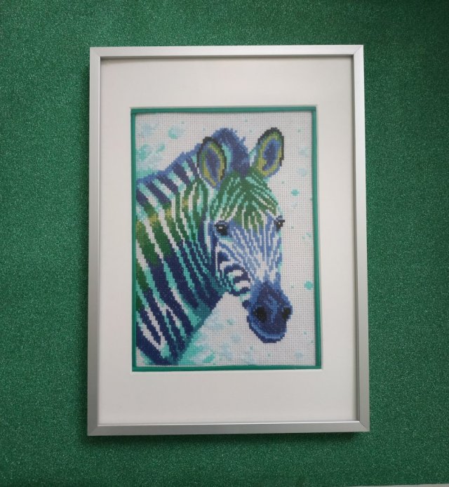 SAFARI NA CHŁODNO ZEBRA