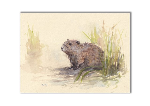 Świstak/ Bóbr. Akwarela ręcznie malowana