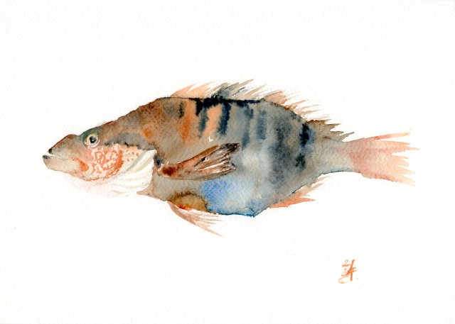 Oryginalna akwarela. Ryba