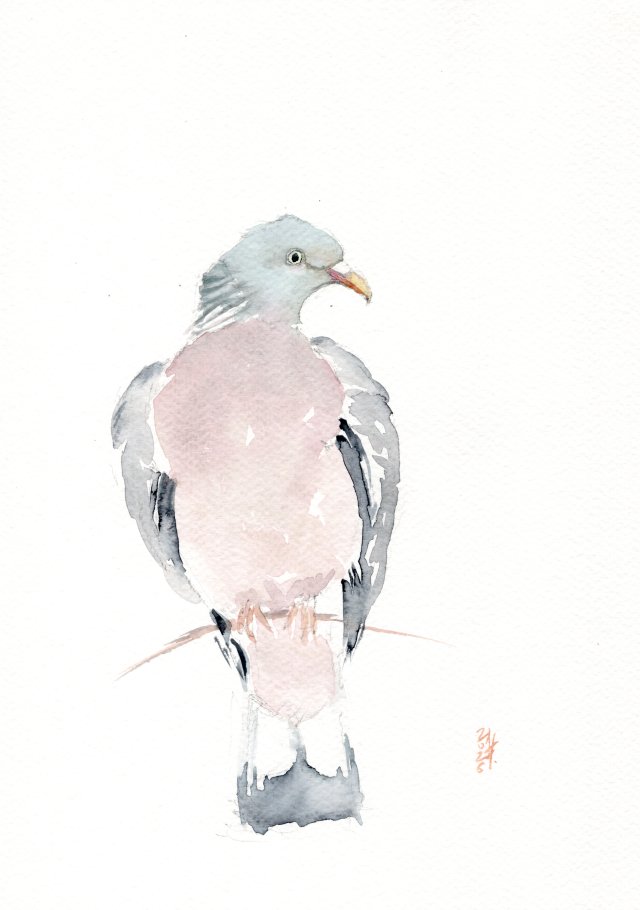 Oryginalna akwarela. Gołąb grzywacz