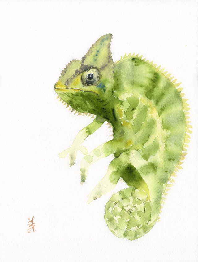 Oryginalna akwarela. Kameleon
