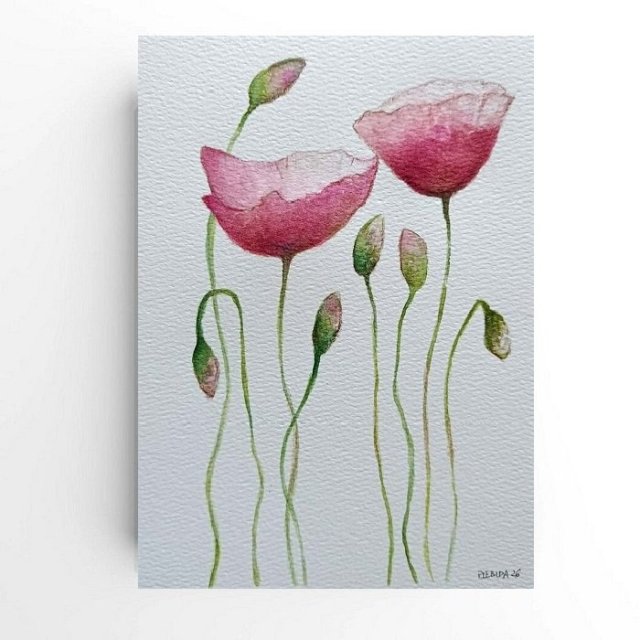 Maki- obraz  akwarela