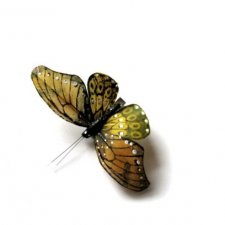 motyl...