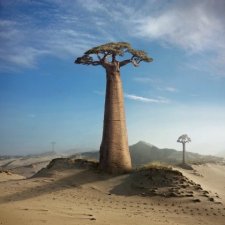 Baobaby 40x40