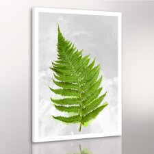 OBRAZ NA PŁÓTNIE 50x70cm PAPROĆ