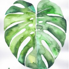 Monstera#2