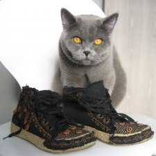 Kot w butach 36