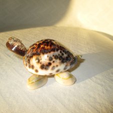 Żółw z muszli