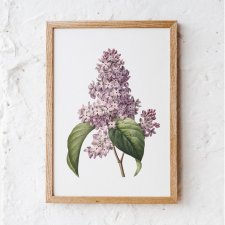 Botaniczne plakaty kwiaty bzu rośliny - format A3