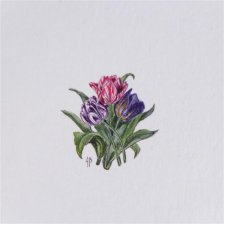 Tulipany, miniatura, botanical illustration, miniaturowy obrazek
