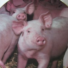 Hamilton collection 1996 "NOSY PORKER " THE " PIGGY  PORTRAITS " PLATE COLLECTION