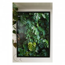 Monstera variegata 50/70 - Plakat Kuklafotografia