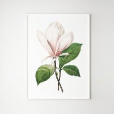 Plakat magnolia kwiat vintage A4