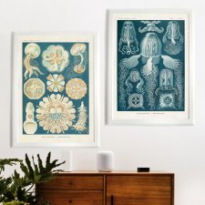 Meduzy zestaw | 50x70 cm