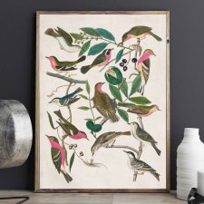 Birds | A3
