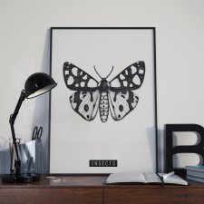 Plakat Motyl