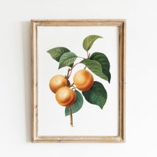 Plakat morela Vintage 50x70 cm