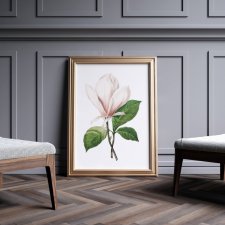 Plakat magnolia kwiat vintage 50x70 cm