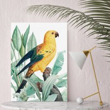 Plakat złota papuga - format 70x100 B1