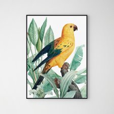 Plakat złota papuga - format A3