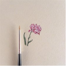 Tulipan, miniatura, botanical illustration, miniaturowy obrazek