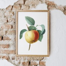 Plakat kwiaty vintage jabłko A3
