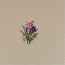 Tulipany, miniatura, botanical illustration, miniaturowy obrazek