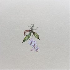 Orchidea, miniatura, botanical illustration, miniaturowy obrazek