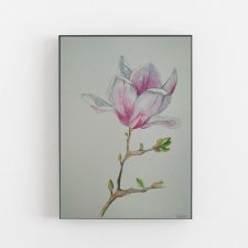 Magnolia- obraz akwarela