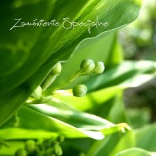 Zamówienie specjalne