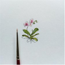Orchidea, miniatura, botanical illustration, miniaturowy obrazek