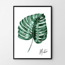 Plakat MONSTERA 40x50 cm