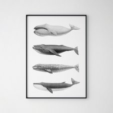 Plakat wieloryby skandynawski - format A3