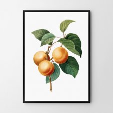 Plakat botaniczny morela 30x40